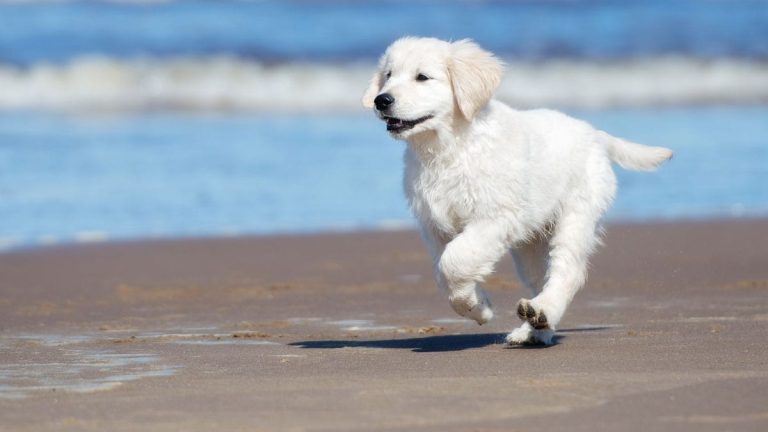 Fort Lauderdale Dog Beach