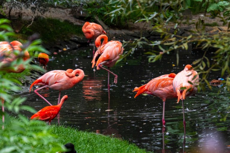 zoo in fort lauderdale