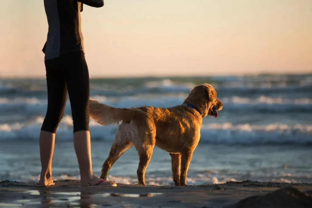 dog training fort lauderdale