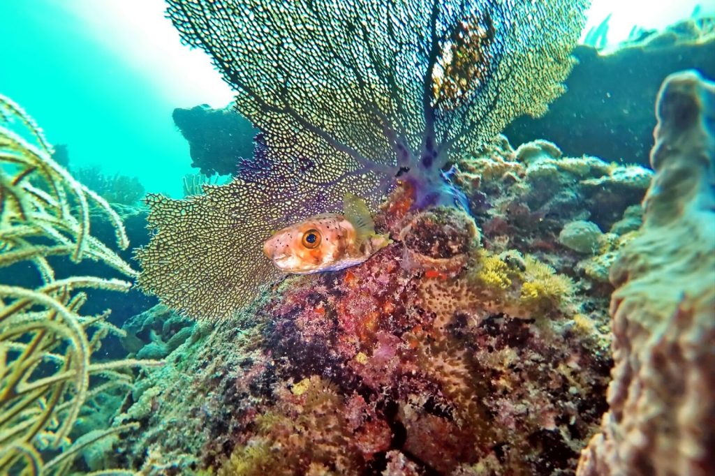 snorkeling in fort lauderdale