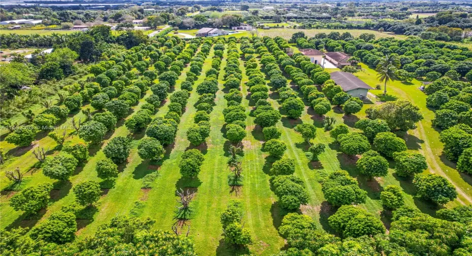 INCOME PRODUCING LYCHEE GROVE WITH 3 VARIETIES PLUS ASST FRUIT FOR FAMILY AND FRIENDS. PLUS A 3/2 HOME, A 1/1 APT , WAREHOUSE (DBL DECKER), PARKING HOOK UP INTO SEPTIC FOR TOUR BUS AND A BARN W/A/C OFFICE.